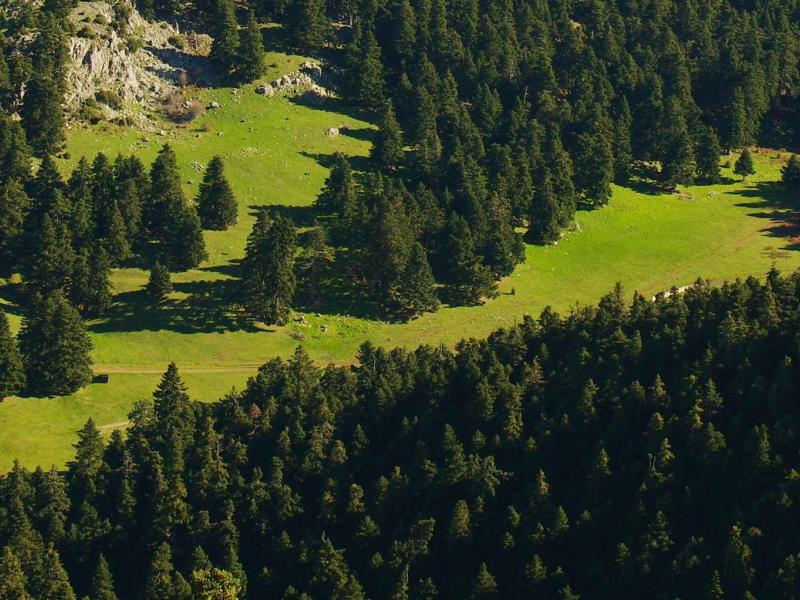 Σιωπηλή οικολογική κρίση στην Πελοπόννησο: Τα έλατα χάνονται χωρίς φωτιά