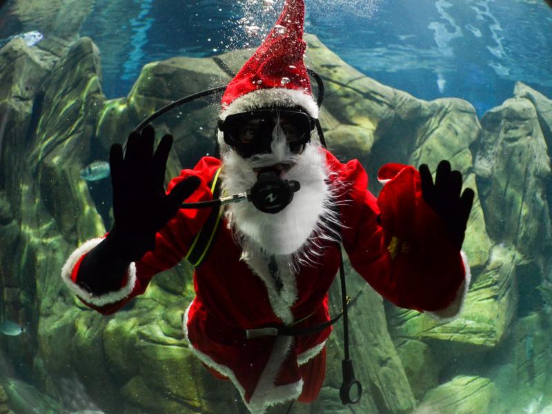 Άγιος Βασίλης ενυδρείο 