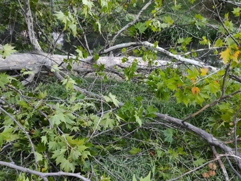 Πτώση δέντρου στη Θεσσαλονίκη