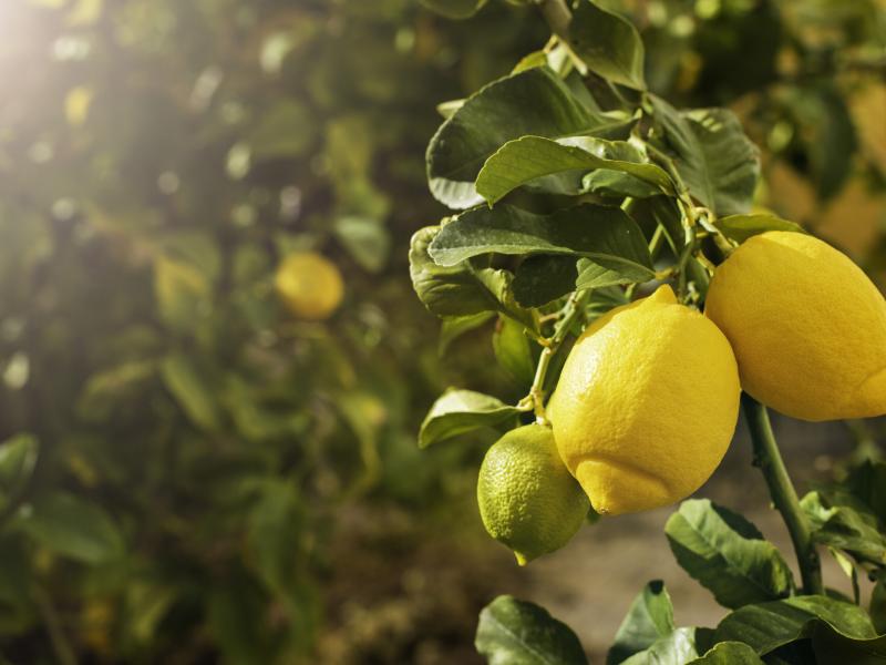 Απίθανο και ευεργετικό: Κάντε το όλοι…Βάλτε τα λεμόνια σας στην κατάψυξη!