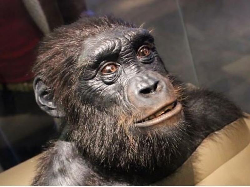 Ο “πρόγονος Νο1” της ανθρωπότητας; Η νέα μελέτη που διχάζει τους επιστήμονες