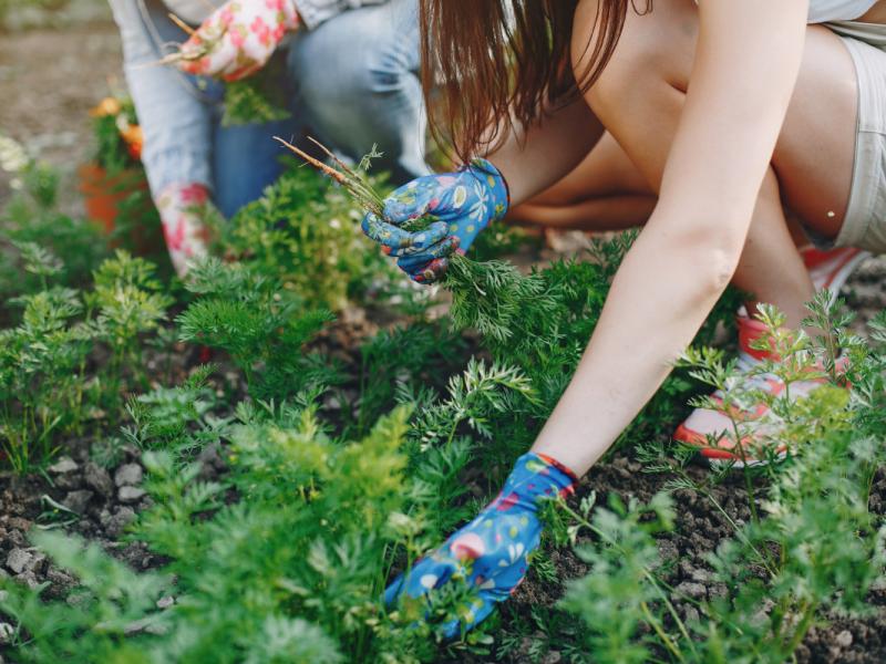 «Πάμε για χόρτα;»: Πιλοτικά στα σχολεία η δράση της Περιφέρειας Κρήτης