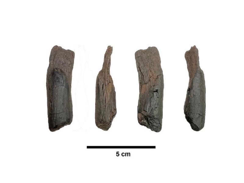 Τα αρχαιότερα ξύλινα εργαλεία στον κόσμο