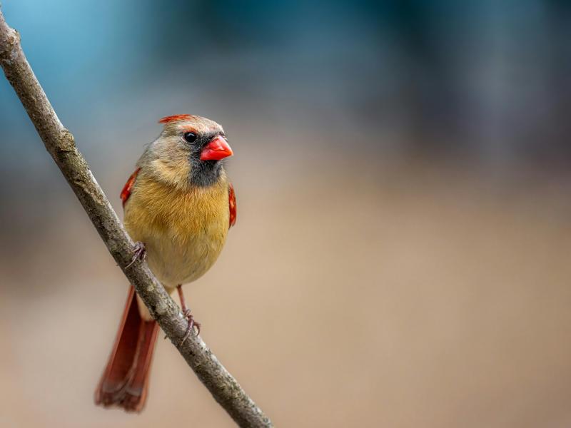 Ακούστε τα πουλιά και ξεχάστε το στρες: Η επιστήμη το επιβεβαιώνει