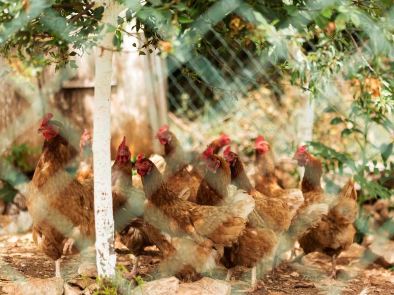 Αμπελόκηποι: Εντοπίστηκε στάνη και κοτέτσι σε ταράτσα πολυκατοικίας