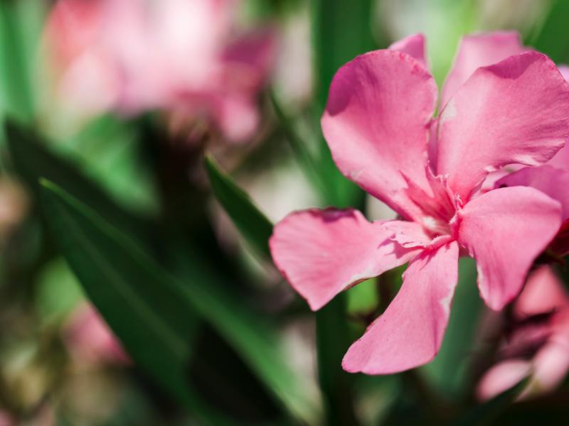 Επείγουσα εγκύκλιος στα σχολεία: Τοξικό και επικίνδυνο το φυτό πικροδάφνη στα προαύλια