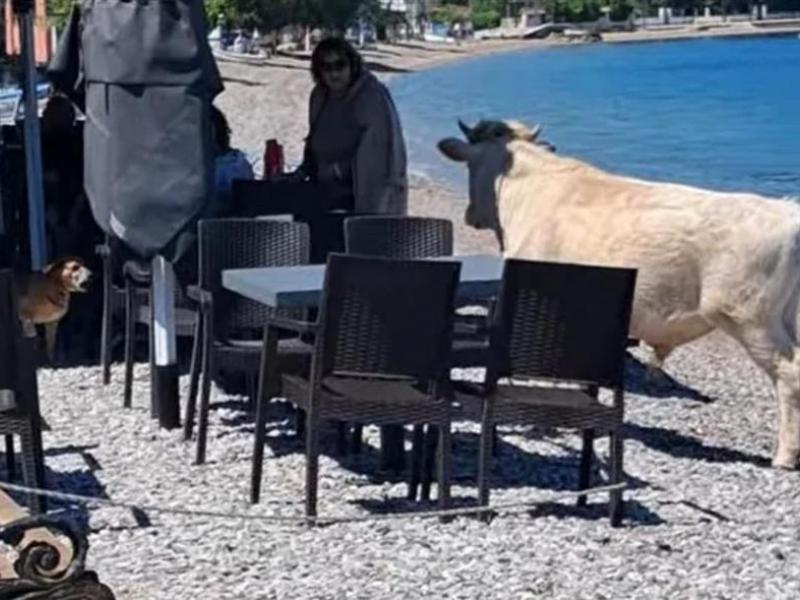 Αχαΐα: Αγελάδα έκανε τη βόλτα της στην παραλία αφήνοντας άφωνους τους θαμώνες