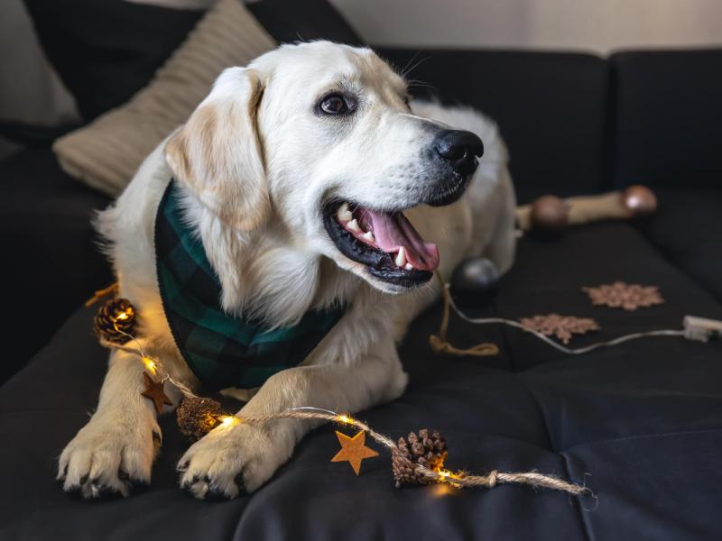 Ανάσταση με πυροτεχνήματα: Πώς να προστατεύσετε τον σκύλο σας