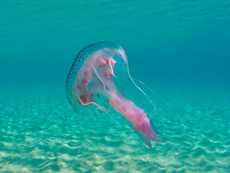 Θάλασσες γεμάτες μέδουσες: Πρόωρη «εισβολή» σε Αττική και Ευβοϊκό