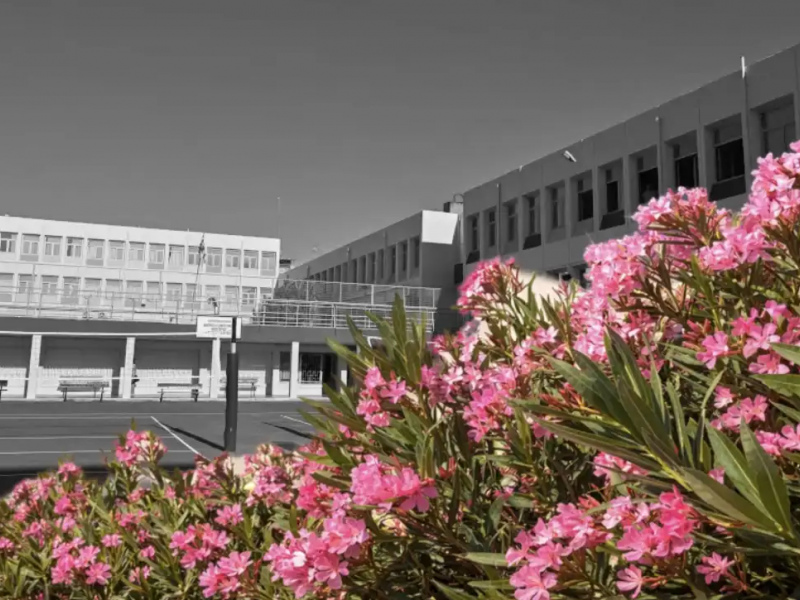 Συναγερμός στα σχολεία για τις πικροδάφνες: Η εγκύκλιος του Υπουργείου Παιδείας