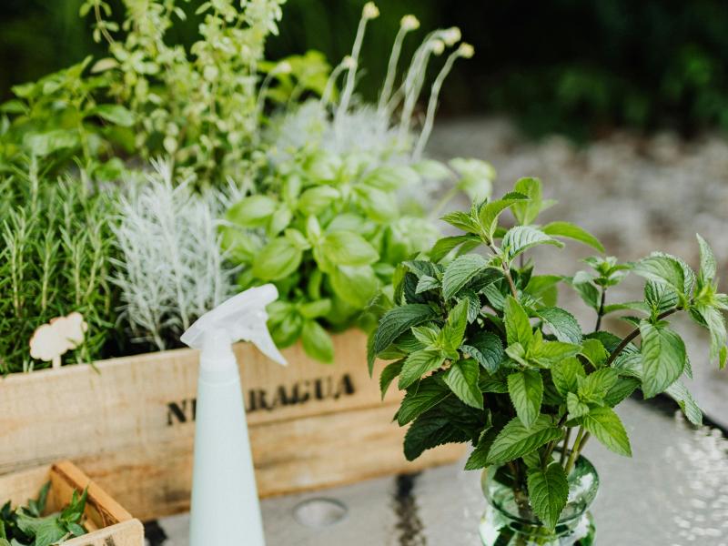 Αυτά τα 8 βότανα ανεβάζουν τη διάθεσή σας