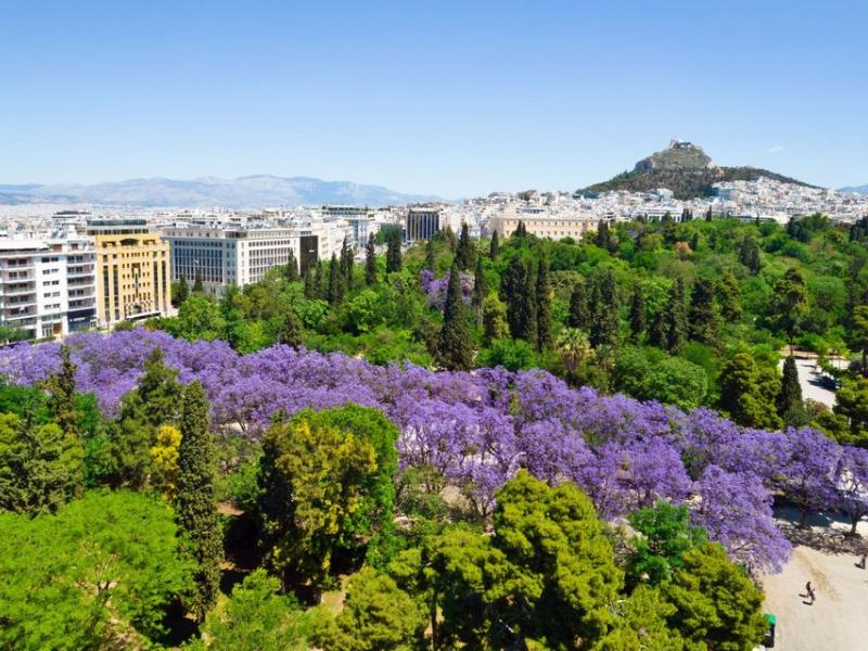 Το μοβ πανηγύρι από τις τζακαράντες του Ζαππείου