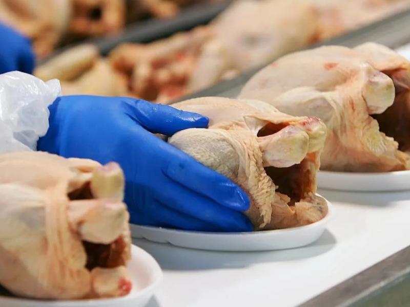 Συναγερμός για εισαγόμενα κοτόπουλα στη χώρα – Εντοπίστηκε σαλμονέλα σε 8 στα 10 δείγματα