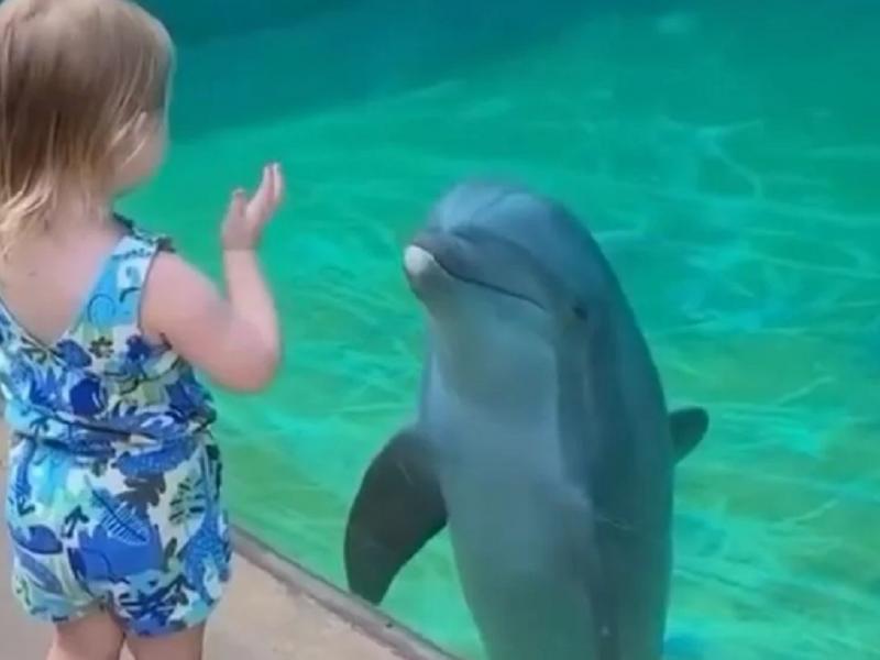 Παιδί και δελφίνι