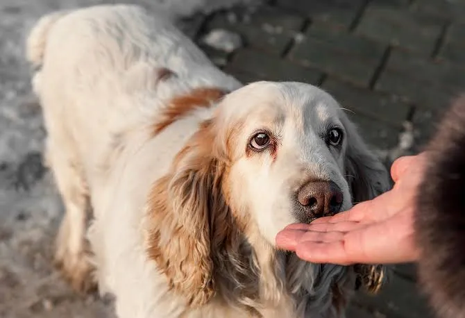 dog