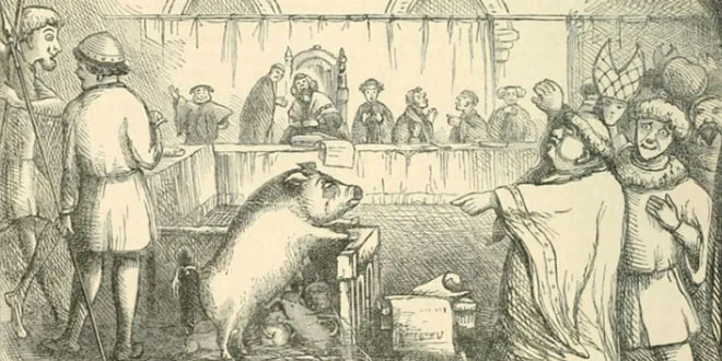 pig