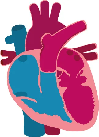 heart
