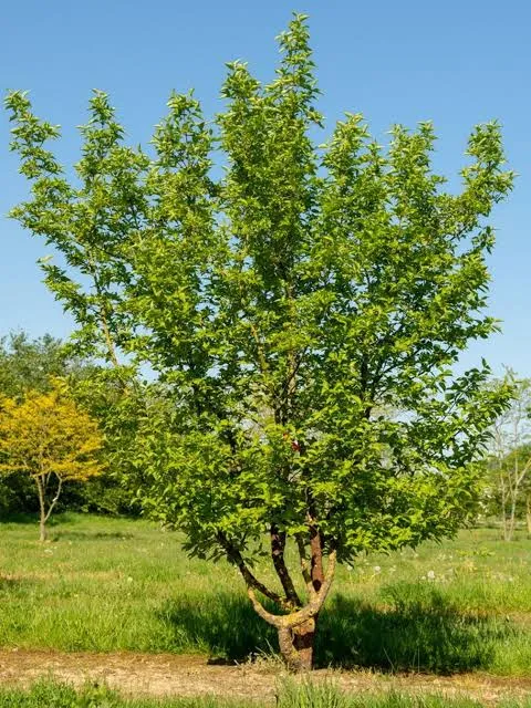 krania