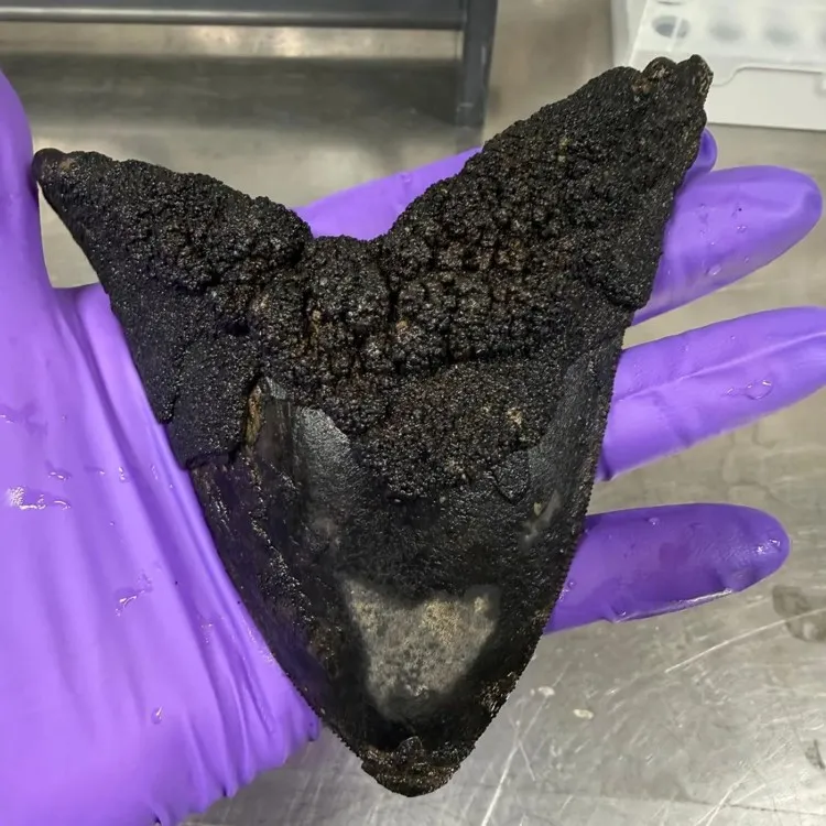 tooth