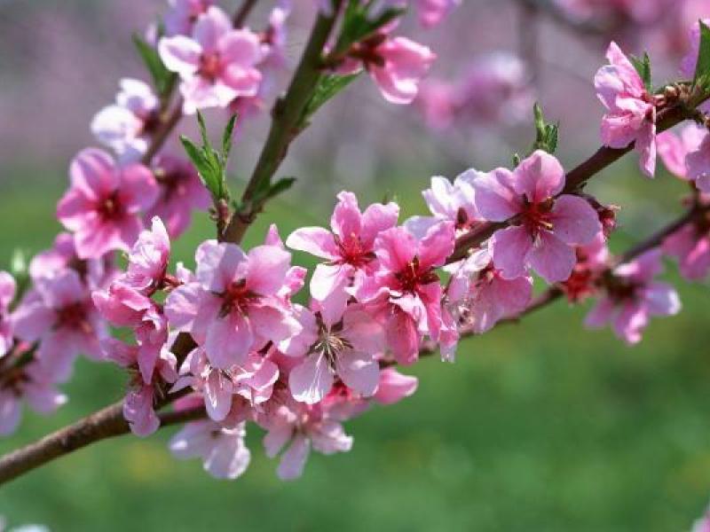 Την Παρασκευή 20 Μαρτίου ο ερχομός (και τυπικά) της άνοιξης