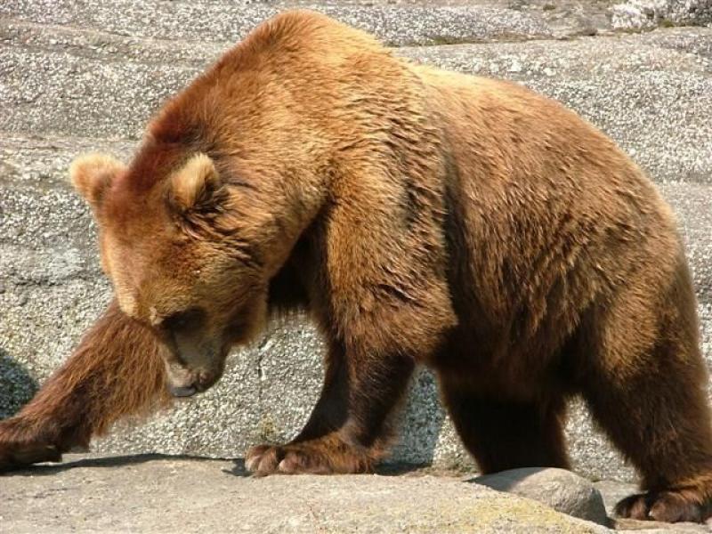 Οι καφέ αρκούδες στην Ιαπωνία πεθαίνουν από ασιτία