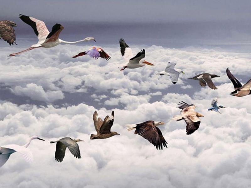 Παγκόσμια Ημέρα για τα Μεταναστευτικά Πουλιά