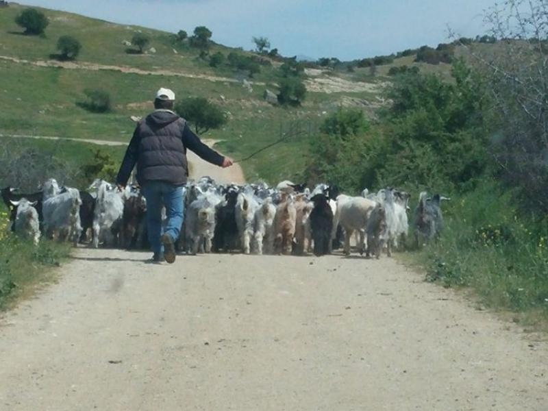 Κρήτη: Στο «σφυρί» η πρώτη κατοικία και οι στάβλοι χιλιάδων κτηνοτρόφων
