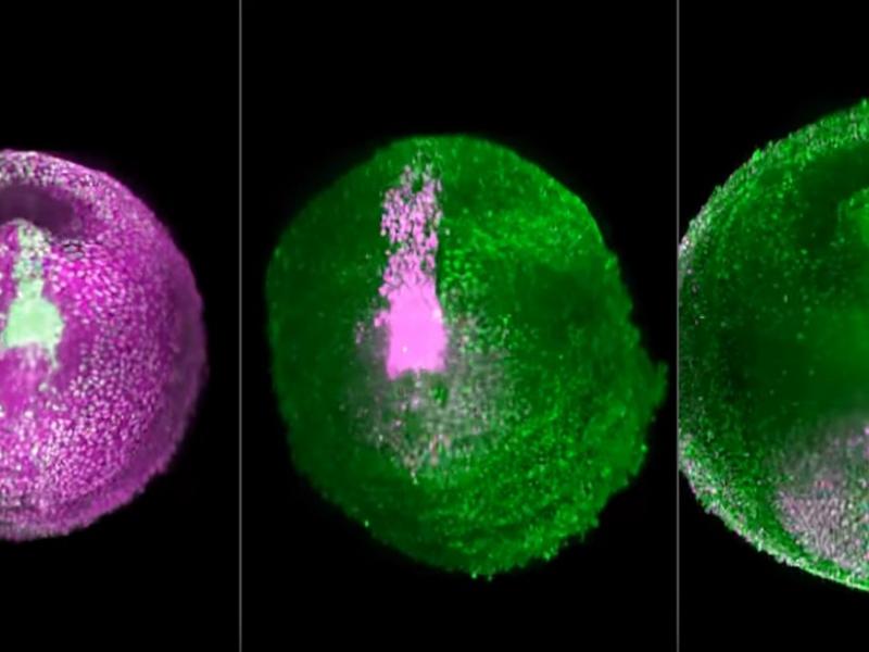 Science: ÎÏÏÏ ÎµÎ¯Î½Î±Î¹ ÏÎ¿ ÏÎ·Î¼Î±Î½ÏÎ¹ÎºÏÏÎµÏÎ¿ ÎµÏÎ¹ÏÏÎ·Î¼Î¿Î½Î¹ÎºÏ ÎµÏÎ¯ÏÎµÏÎ³Î¼Î± ÏÎ¿Ï 2018 (ÎÎ¯Î½ÏÎµÎ¿)