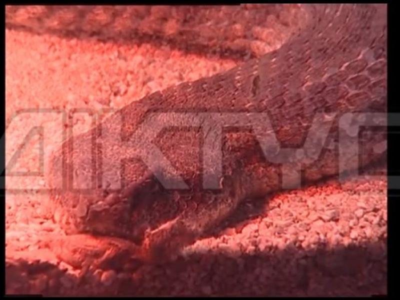 Ένας βόας αναστάτωσε μαθητές, δασκάλους και γονείς (Βίντεο)