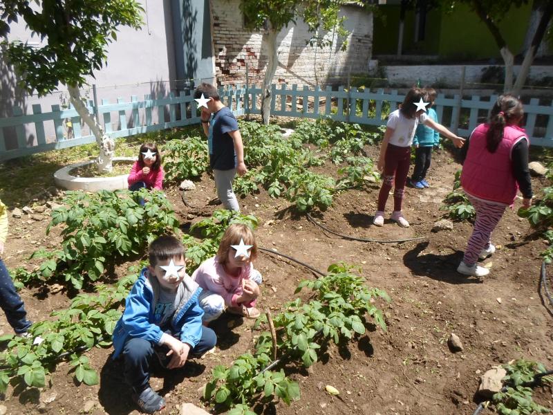 Δημοτικό σχολείο Λουτρόπολης Θέρμης: Σουβλάκια πατάτας από το σχολικό μας κήπο 