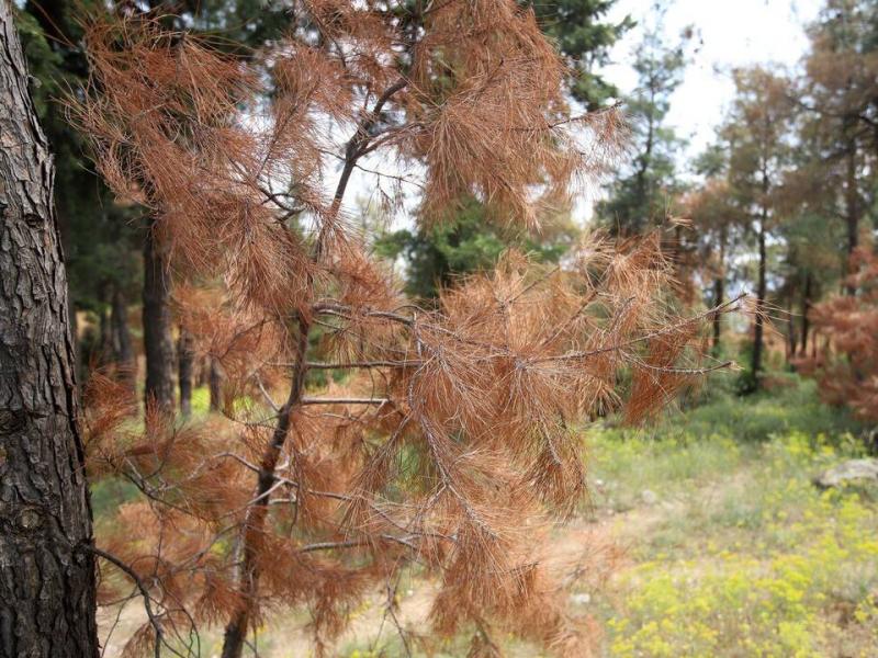 Σέιχ Σου: Κόβουν 3500 στρέμματα δάσους που καταστράφηκε από φλοιοφάγο έντομο