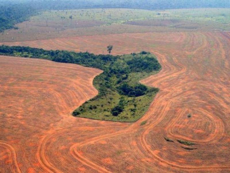 Τροπικό δάσος του Αμαζονίου