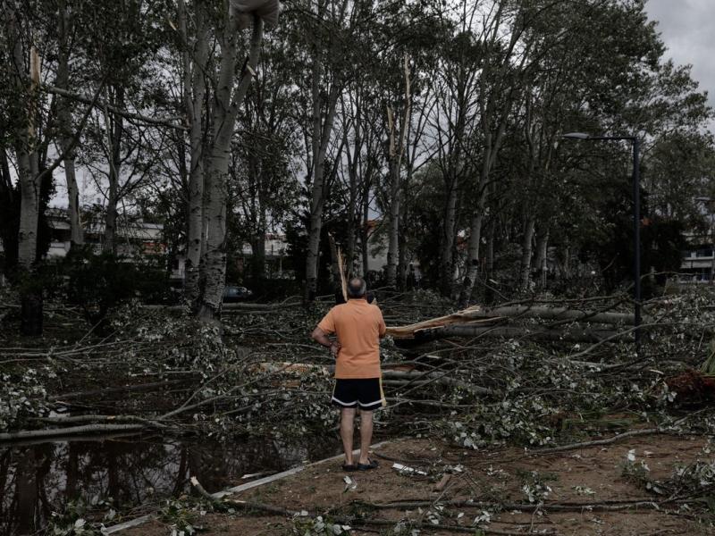 Μαζικές κοπές δέντρων μετά την κακοκαιρία στη Χαλκιδική