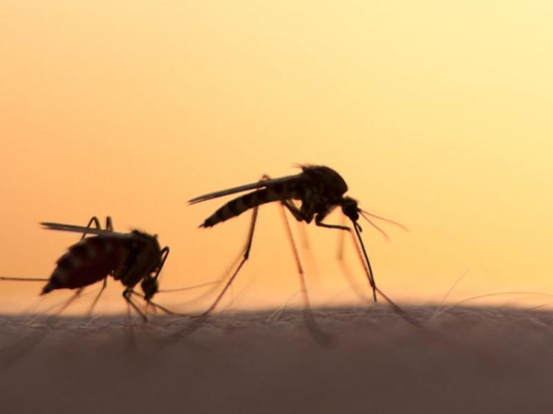 Υπουργείο Υγείας: Εγκύκλιος για την εξάπλωσης του Δάγκειου πυρετού από κουνούπια 
