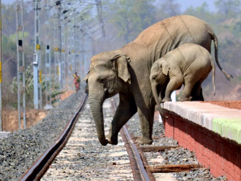 railway elephants