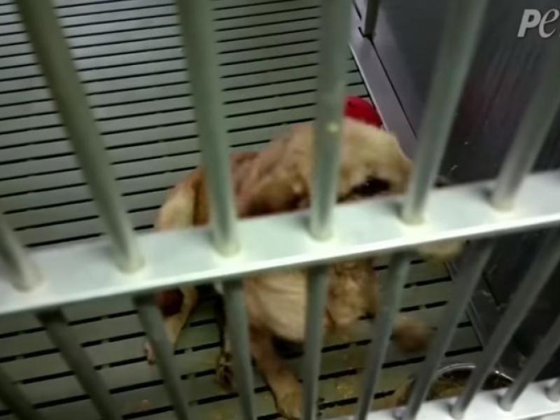 Βίντεο της PETA με πειράματα σε σκύλους