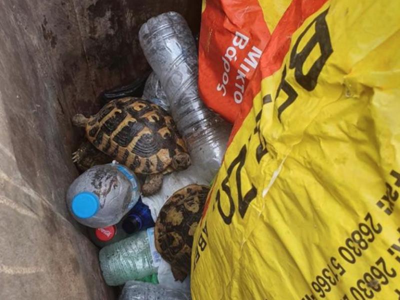 Θεσπρωτία: Πέταξαν ζωντανές χελώνες σε κάδο σκουπιδιών