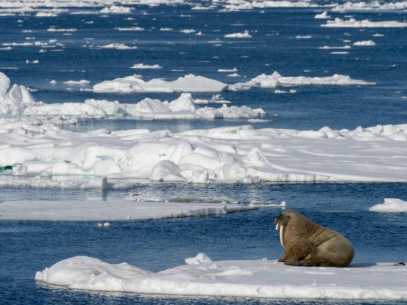 Οι ερευνητές βρήκαν στους επιπλέοντες πάγους του αρκτικού ωκεανού μεταξύ Γροιλανδίας και Σβάλμπαρντ μια μέση ποσότητα 1.760 μικροπλαστικών σωματιδίων ανά λίτρο. 