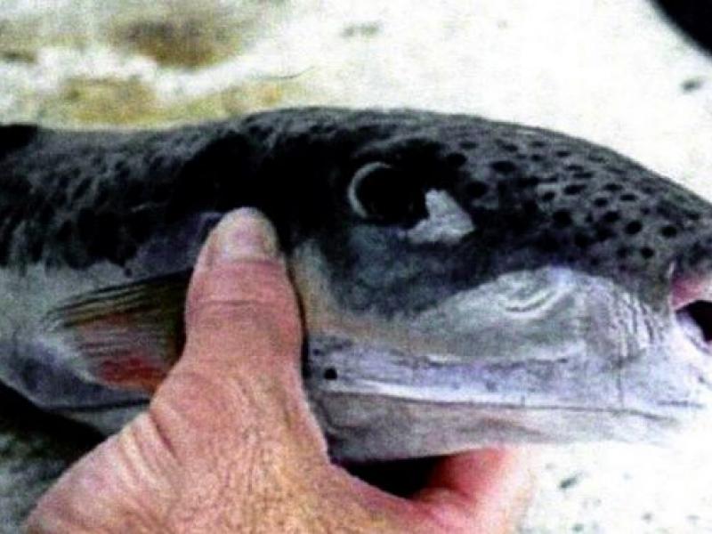 Λαγοκέφαλοι: Σε συναγερμό οι Αρχές - Γέμισαν οι ελληνικές θάλασσες με το τοξικό ψάρι