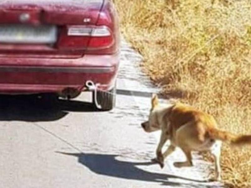 Κτηνωδία στη Κρήτη: Οδηγός έδεσε σκύλο στον προφυλακτήρα και τον έσερνε