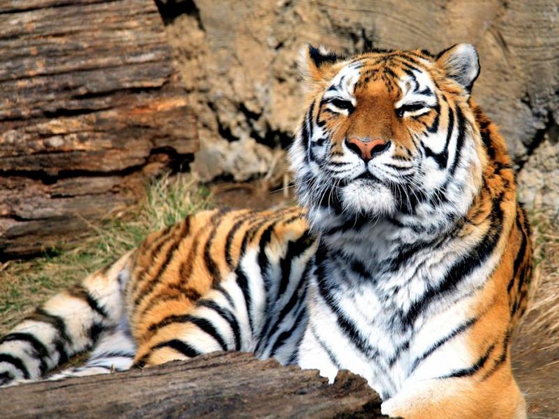 "Μετρώντας Τίγρεις": Ένα ντοκιμαντέρ αφιερωμένο στις τίγρεις