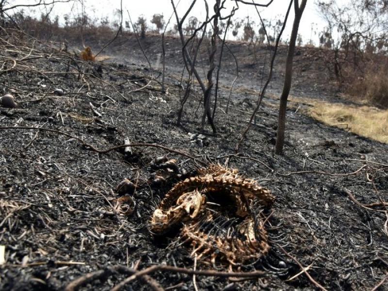 Βολιβία νεκρά ζώα πυρκαγιά