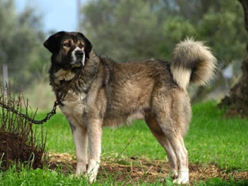 skylos