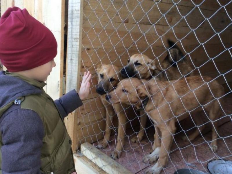 Μαθήματα από ένα παιδί: Πουλάει πίνακες αδέσποτων και δίνει τα έσοδα στο καταφύγιό τους