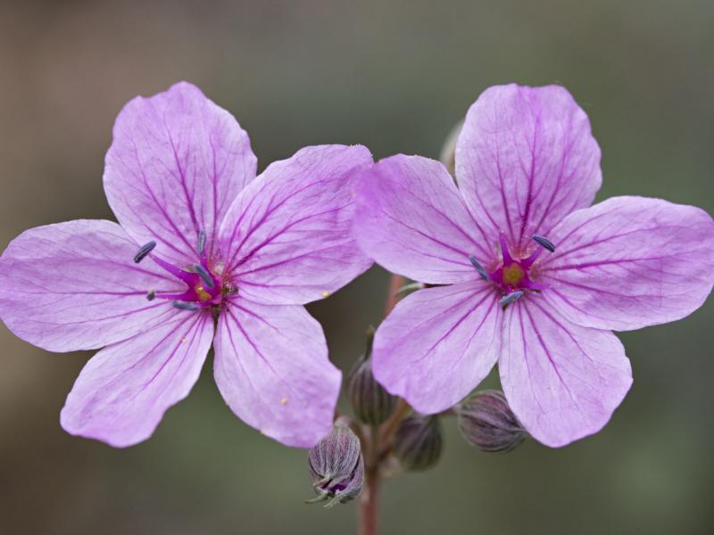 erodium