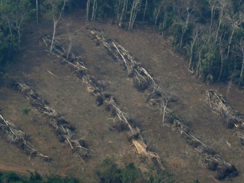 Αμαζόνιος: Ξεπέρασε τα 10.000 τετραγωνικά χιλιόμετρα η επιφάνεια δάσους που αποψιλώθηκε