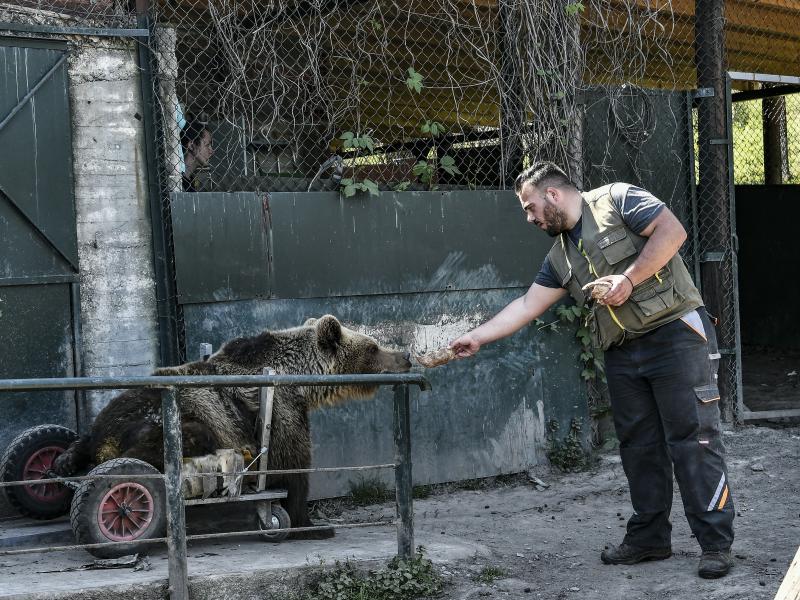 Ο Ούσκο, το ανάπηρο αρκουδάκι, κατέληξε από νεφρική ανεπάρκεια	