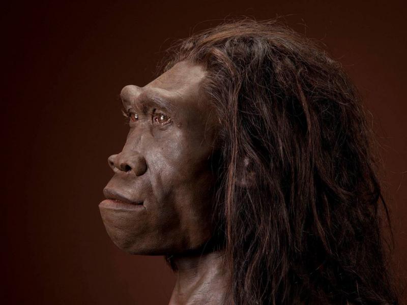 Homo Erectus