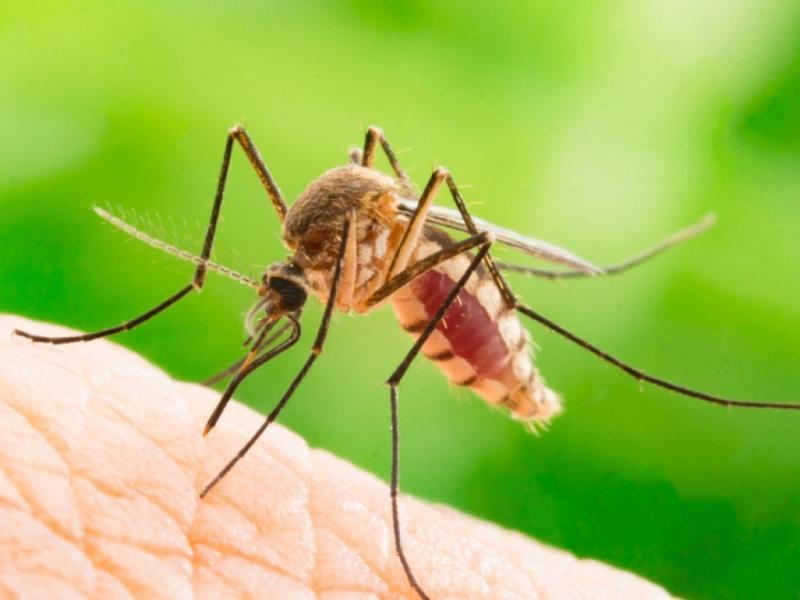 Πώς τα κουνούπια άλλαξαν τον κόσμο