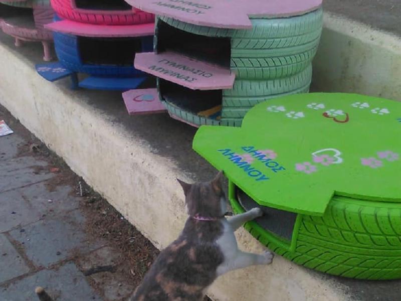 Μια όμορφη ιδέα στη Λήμνο: Μαθητές έφτιαξαν σπιτάκια για αδέσποτα ζώα (Φωτογραφίες)